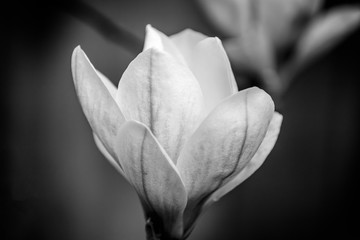 Garden flowers