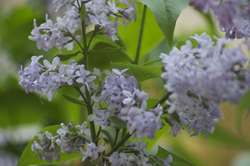 Fiore colore lilla in primavera