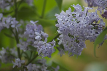 Fiore colore lilla in primavera