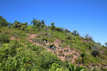 Fototapeta na wymiar Nature Trail Mt. Plaisir to Anse Lazio, Praslin Island, Seychelles, Indian Ocean, Africa