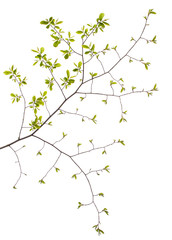 Spring branch with leaves on white background