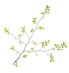 Spring branch with leaves on white background