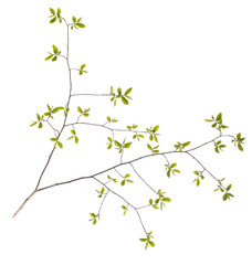 Spring branch with leaves on white background
