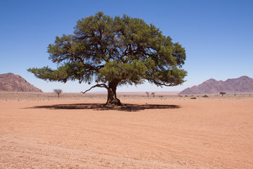 Prachtbaum in der Wüste