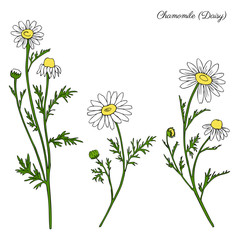Chamomile wild field flower isolated on white background botanical hand drawn daisy sketch vector doodle illustration for design package tea, organic cosmetic, natural medicine, greeting card, wedding
