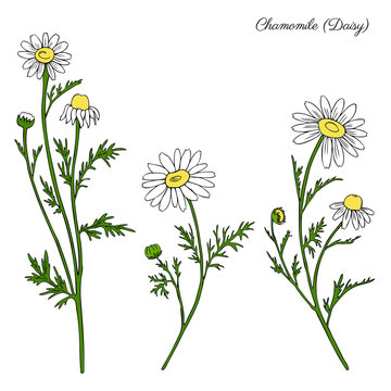 Chamomile wild field flower isolated on white background botanical hand drawn daisy sketch vector doodle illustration for design package tea, organic cosmetic, natural medicine, greeting card, wedding