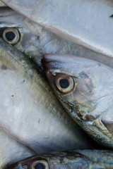 Expression of mackerel eyes