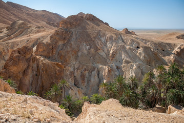 Deep mountain gorge with palm trees in the desert