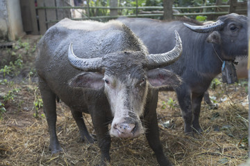 Thai buffalo, Thailand