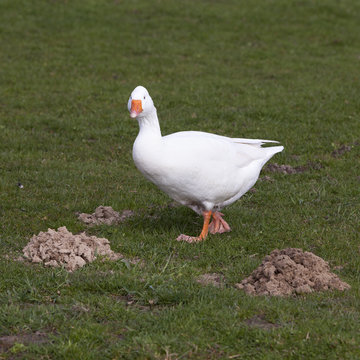 white geese walks in green grassy meadow