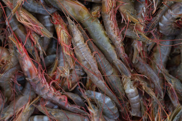 Fresh shrimps.

