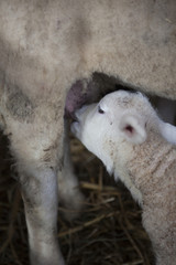 Obraz premium young lamb drinking milk from udder of ewe on straw in barn