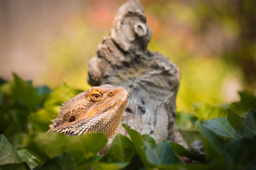 Bearded Dragon.