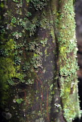  Green moss on old  trunk surface, grunge background