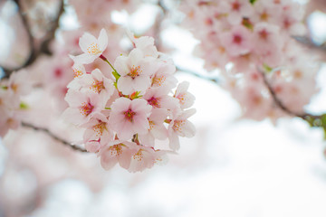 Close-up of beautiful cherry blossoms, sakura, in spring season of Japan, in a blur background