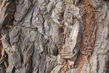 The texture of the bark of a century old oak from a close distance