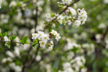Obraz na płótnie Canvas White Cherry Blooming Trees
