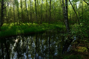Sunny early morning on a forest river in the fresh green of trees
