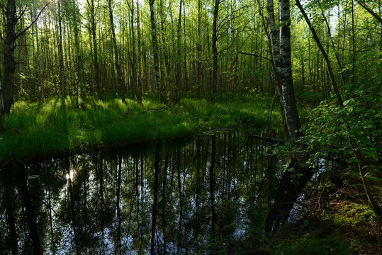 Sunny early morning on a forest river in the fresh green of trees