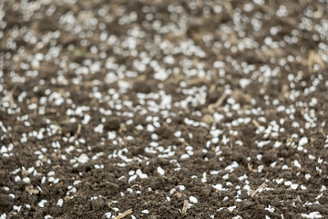 White Petals on Ground