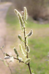 Spring earrings on a branch.