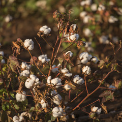 Cotton field in Oakey, Queensland