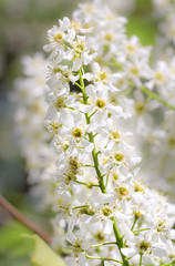 White brush of cherry.