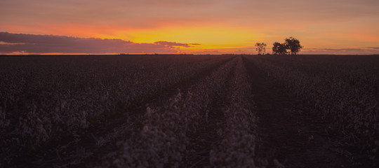 Obraz premium Cotton field in Oakey, Queensland
