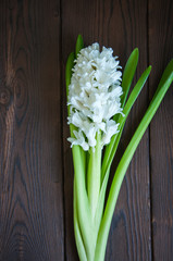 White hyacinth flower on a wooden background. Close up and copy space.
