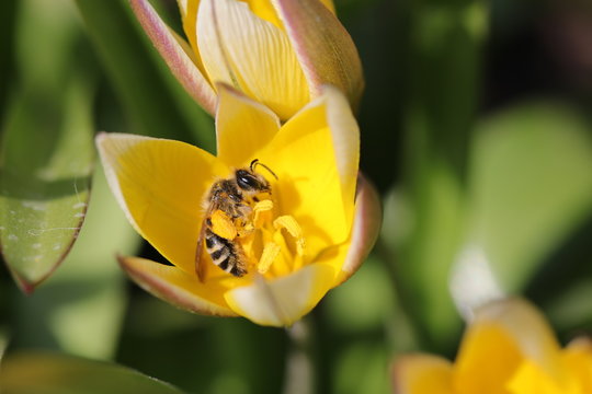 Westliche Honigbiene beim Pollensammeln auf einem Acker-Gelbstern