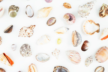 Natural pattern shells isolated on white background. Flat lay. Top view. Ocean background