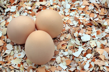 Whole chicken eggs on crushed shells