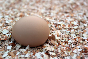 Whole chicken egg on crushed shells