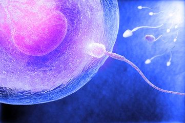 Ovulation fertilization - obrazy, fototapety, plakaty