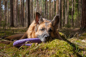 Dog is basking in spring sun in woods after playing with puller