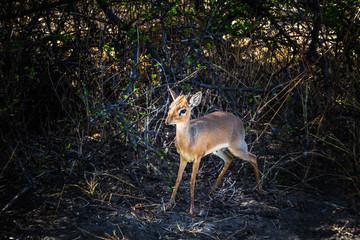Dikdik