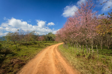 Fototapeta na wymiar Car tyre tracks, Wild Himalayan Cherry Blossom Flower with blue sky at Phu Lom Lo, Loei, Thailand,Phuhinrongkla National Park