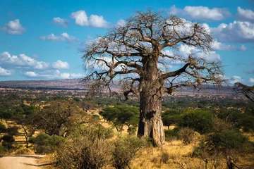 Deurstickers Baobab © Sergey