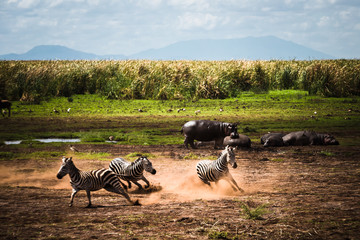 Fototapeta premium Zebras