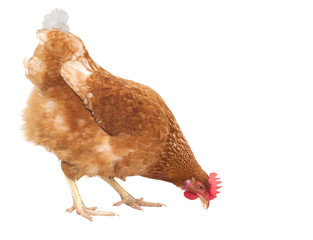 close up full body of chicken hen eating food isolate white background for livestock and farm...