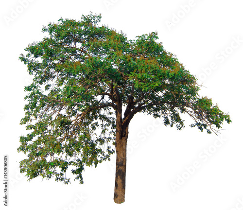 "The tree branch isolated on white background" Stock photo and royalty