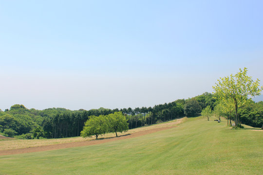 木々と青空