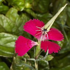 Butterfly on flower