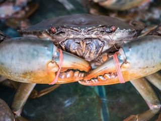 Giant mud crab in market © Photogrape