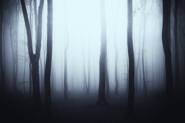 Fototapeta premium dark gloomy woods background