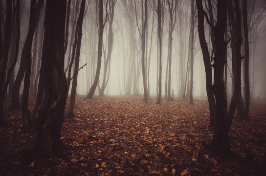 Fototapeta dark forest scenery background
