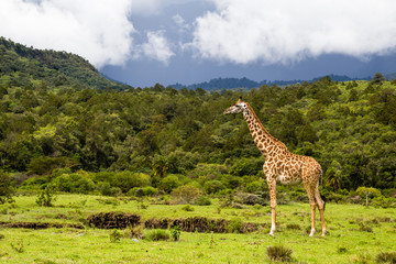 Giraffe