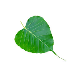 Obraz premium Bo leaves heart-shaped leaves on white background : isolate