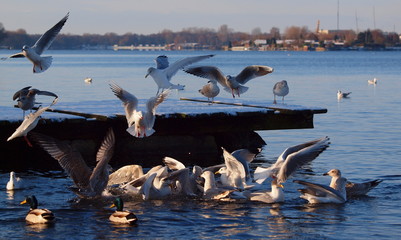 Möwen am Banter See