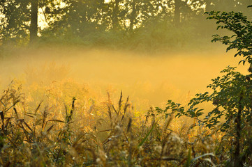 Jesienna łąka w mglisty poranek. - obrazy, fototapety, plakaty
